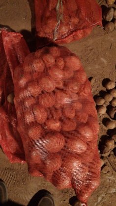 2014锡林浩特土豆走过路过不要错过