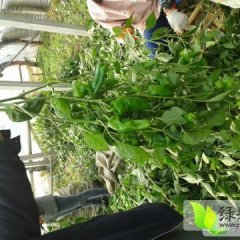 山东岚山砀椒三号辣椒品质优良