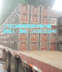 广东广州江南批发市场齐达利西红柿代销