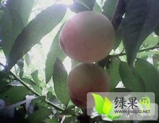 单县朱瑞东大量供应优质桃树苗
