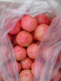 沂南西红柿聚焦市场,辛集德东诚信合作