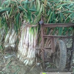 2014安丘大葱今年价格有看点