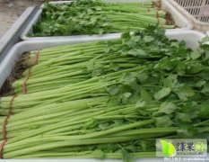 2016东昌府芹菜，上海青现已大量上市于集崔庆祥