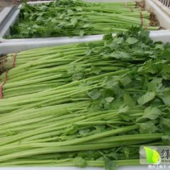 2016东昌府芹菜，上海青现已大量上市于集崔庆祥