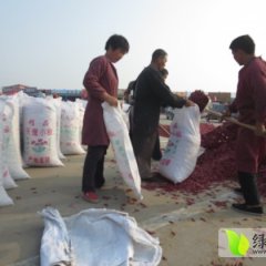 山东金乡三樱椒辣椒绿色无公害