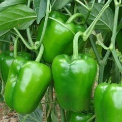 2014莘县辣椒收购工作全面开展