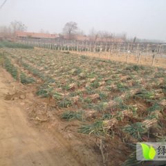 安丘铁杆大葱大量上市中，价格优廉，品质量好