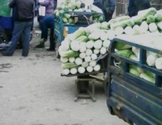 迁安彭店子窦东生11月北京新三号白菜