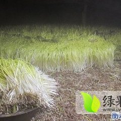 徐州韭菜是名优特产,徐州丁铁诚信合作