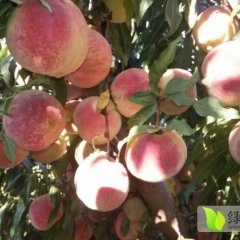 云南宾川冬桃以上市