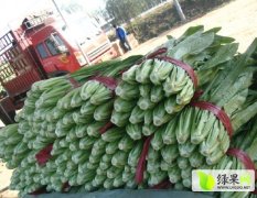 河北永年南大堡大型蔬菜市场供应油麦