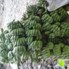 那坡百南乡上隆村西贡蕉