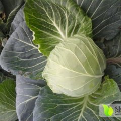 钟祥旧口王立夏11月旺旺甘蓝