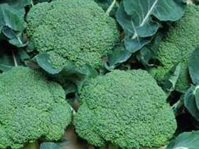 河南扶沟西兰花欢迎合作