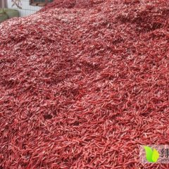 金乡辣椒火爆招商中,卜集宋红伟诚信合作