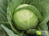 铜山黄集孟坡10月绿球甘蓝