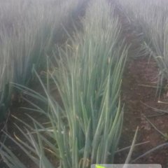 通州三余元藏，心悦大葱上市了