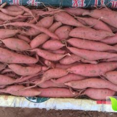 河北雄县紫薯红薯著名品牌