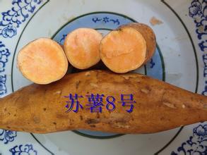 河北高碑店苏薯8号红薯假一赔十
