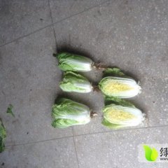 2014宜城小白菜现在订货有惊喜