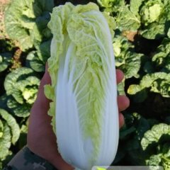 滑县八里赵先生11月娃娃菜小白菜