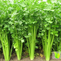 平度芹菜 空心 实心