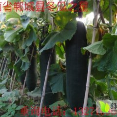 郸城吊冬瓜名优产品钱店胡先生诚信合作