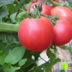 禹城辛寨梁安振11月硬粉西红柿