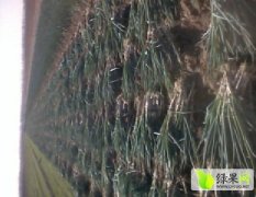 平度白沙河街道办张戈庄位学福10月铁杆大葱