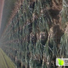 平度白沙河街道办张戈庄位学福10月铁杆大葱