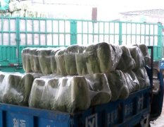 肥城大白菜诚信合作
