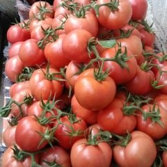 费县薛庄张长青12月硬粉西红柿
