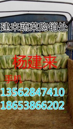 2014年山东肥城3号白菜价格