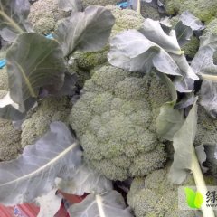 河南南阳西兰花随行就市