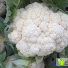 南阳新野绿通四海10月雪玉菜花