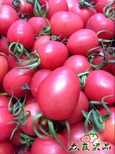 山东聊城莘县千禧圣女果