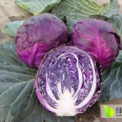河南新野紫甘蓝质优价廉、曹先生诚信合作