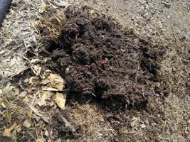 杞县苏木马亮1月蚯蚓有机肥肥料