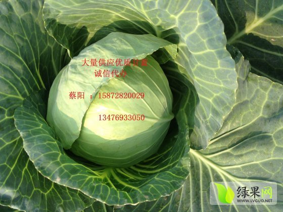 2014年湖北嘉鱼中甘21甘蓝价格