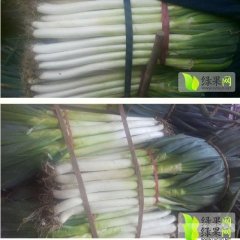 滕州大坞刘先生9月长白大葱