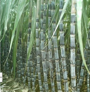 翁源甘蔗价格行情平稳,翁城刘厚清诚信合作