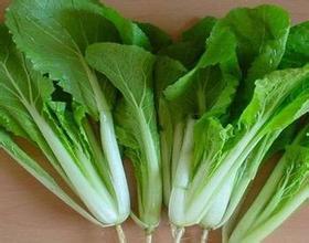 山东岱岳上海青小白菜欢迎合作