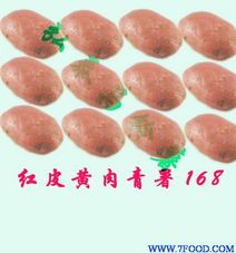 2014年甘肃青薯168价格