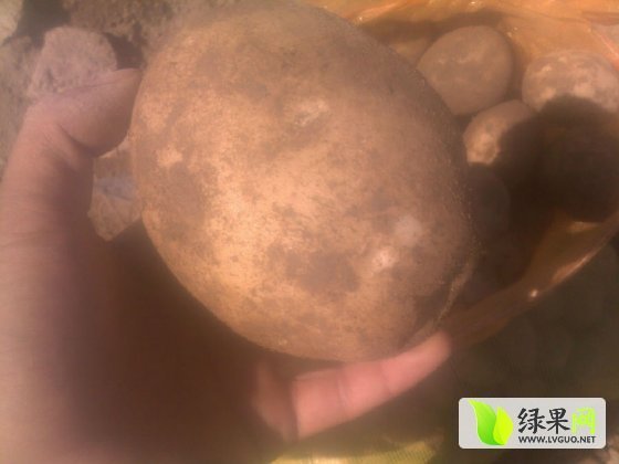 2014年甘肃一点红价格