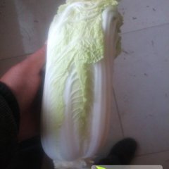 扶沟小白菜著名品牌,吕潭林海涛诚信合作