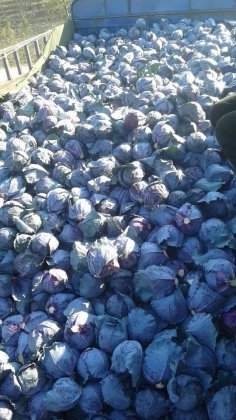 邯郸曲周广下村蔬菜批发市场（王连武）