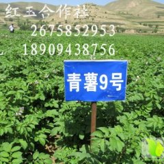 2014会宁土豆收购工作全面开展