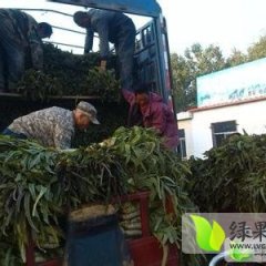郯城莴苣口感爽口,红花岳雨南诚信合作