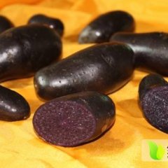 山丹位奇 赵玉花11月黑金刚土豆