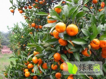 2015年广西永福沙糖桔价格